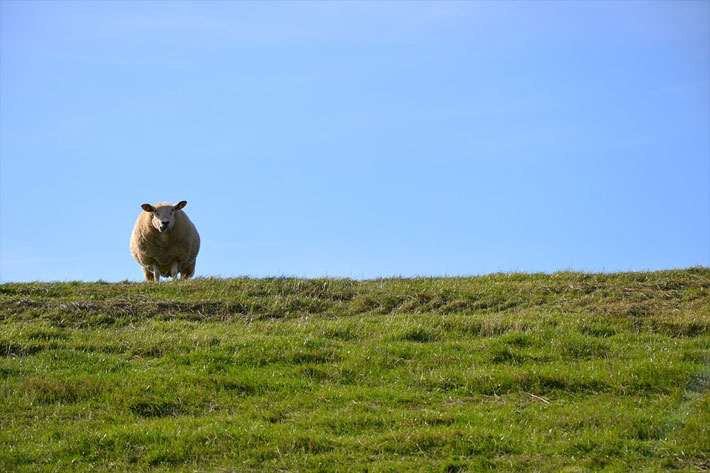 Deichschaf an der Nordsee